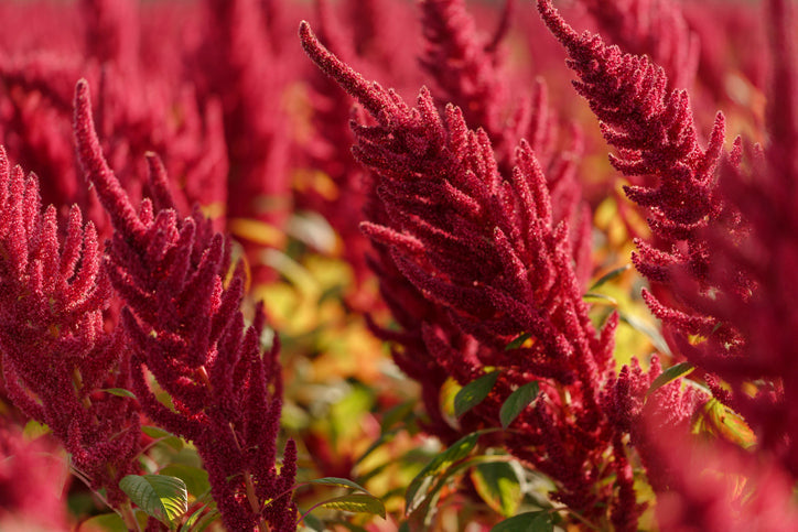Amaranth as a Superfood: An Imposter with a lot to Offer