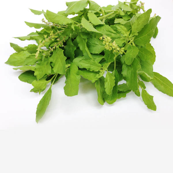 Holy Basil